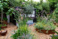 Modern cottage garden in West London. In corton steel raised beds planting includes Gaura Whirling Butterflies - tall white flowers, Lychnis coronaria - pink flowers, Nepeta 'Summer Magic' - Catmint, Eryngium Big Blue - Blue thistle and silver spikey leaves, Stachys byzantina Big Ears - Silver hair leaves with long silver flower spikes, Verbascum 'Caribbean Crush' - Tall apricot flower spikes, Anthemis 'Sauce Hollandaise' - daises, Echinops 'Taplow Blue' - Round thistle, Artemisia 'Nana' - silver soft low growing, Helictotrichon sempervirens - blue green grass at centre of main bed, stipa arundinacea - orange red grass, Euphorbia characias wulfenii helichrysum italicum - silver foliage curry plant.