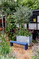 Modern cottage garden in West London with Olive tree in grey rectangular container with Salvia Love and Wishes - Purple pink flowers, Salvia Blue Marvel - blue purple flower, Marigold - yellow flower, and black shed in background.