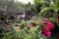 Modern cottage garden in West London - views through border with unknown pink rose from original garden, Olive tree in container, Musa basjoo looking towards Corten Steel Raised Beds with drought tolerant plants.