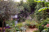 Modern cottage garden in West London - views through border with Olive tree in container, looking towards Corten Steel Raised Beds with drought tolerant plants including Verbena bonariensis.