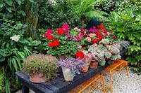 Modern cottage garden in West London. Succulent display with a selection of Echeveria and Aeonium and red and pink Pelargonium bedding.