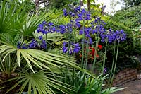 Garden designed by Nick Gough - Washington palm with unknown blue Agapanthus.
