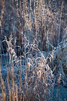 Dried seedheads of Chasmanthium latifolium - North America wild oats, covered with frost in Winter.