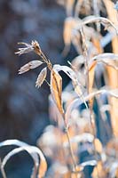 Dried seedheads of Chasmanthium latifolium - North America wild oats, covered with frost in Winter