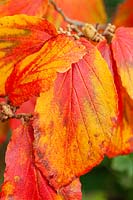 Hamamelis x intermedia 'Georges'  - Witch Hazel - foliage 