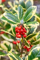 Ilex x altaclerensis 'Golden King' - Foliage and berries in autumn