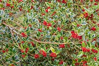Ilex aquifolium 'Argentea Marginata' - Foliage and berries in autumn