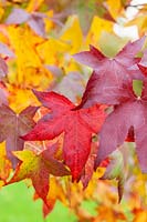 Liquidambar styraciflua 'Moraine' - Foliage in autumn