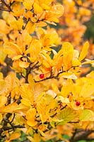 Photinia villosa 'Village Shade' - Foliage in autumn