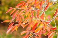 Prunus 'The Bride' - Foliage in autumn