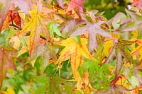 Liquidambar orientalis - Foliage in autumn