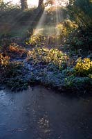 Shafts of sunlight penetrate a frosty garden with iced over pond