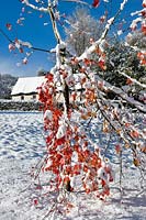 Snow breaks a branch of young Liquidamber styraciflua - Sweet Gum - in country garden