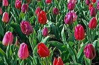 Tulipa 'Sorbet Fruits Rouges Mix' - Tulip - planted in a bed