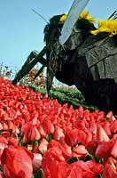 Tulipa 'Van Elk' - Tulip - in a bed by an exhibit with model of giant insect
