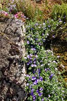 Convolvulus sabatius - Blue Rock Bindweed - clinging to a rock on cliff garden
