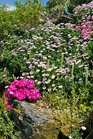 Rocky cliff planted with Erigeron glaucus - Beach Aster - and Lampranthus roseus