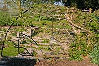 Carpinus betulus - Common Hornbeam - growing over a metal framework arbour, view of garden beyond