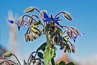 Bee on flower of Borago officianalis - Borage - against a blue sky