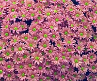 Chrysanthemum 'Terrifik Dark'.