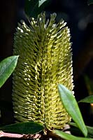 Banksia 'Integrifolia' l. Subsp. Monticola.