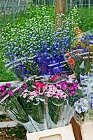 Sweet Williams and Delphinium cut flower production packaged at Highcroft Nursery, Cargreen, Cornwall, England.