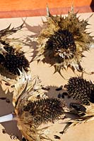 Collecting seed from Eryngium giganteum 'Miss wilmott's ghost'.