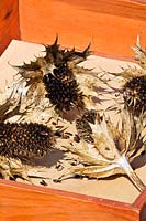 Collecting seed from Eryngium giganteum - Miss Wilmott's Ghost