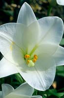 Lilium longiflorum - Easter Lily