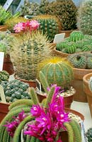 A selection of cacti in a greenhouse