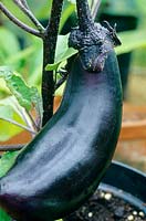Aubergine 'Moneymaker' growing in a pot in a greenhouse