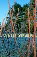 Cornus alba 'Sibirica' - Dogwood covered with a hoare frost