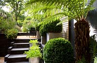 Black steps lined with containers of herbs and clipped buxus leading to a multi level narrow urban garden 