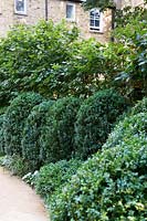 Clipped hedging along side a pathway