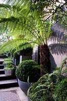 View of greenery in shade garden, with Dicksonia - tree fern, Buxus - Box ball and pot of ferns. 