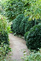 Clipped shrubs bordering pathway 