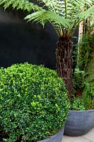 Clipped Buxus - Box in contaiuner next to Dicksonia - Tree Fern