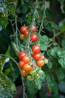 Solanum lycopersicum - tumbling cherry tomato. 