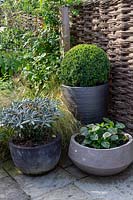 Group of containers on a patio, plants include: Rhododendron yakushimanum 'Koichiro Wada', Buxus sempervirens - Box - clipped as sphere 