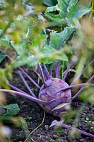 Brassica oleracea var. Gongylodes - Purple Kohlrabi - on ground