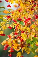 Viburnum opulus - Guelder Rose - berries 