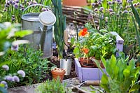 Young plants such as Basil and Nasturtium in pots in a trug, plus Onion sets ready for planting out in potager garden using trowel