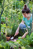 Woman planting herb Santolina chamaecyparissus - Cotton Lavender - in a herb bed using a trowel
