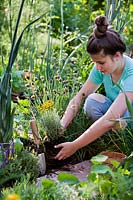 Woman planting herb Santolina chamaecyparissus - Cotton Lavender - into a herb bed, holding the rootball