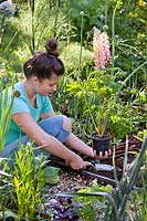 Girl planting potted Lupinus - Lupin - in a bed using a trowel