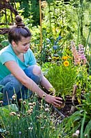 Girl planting potted Coreopsis in bed, holding rootball