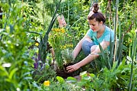 Girl planting Santolina chamaecyparissus - Cotton Lavender - in a herb bed, holding rootball