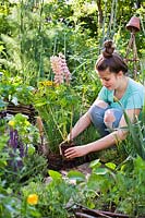 Girl planting Lupinus - Lupin - in a bed, holding rootball