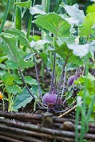 Brassica oleracea var. gongylodes - Purple Kohlrabi - growing in raised bed