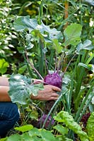 Harvesting Brassica oleracea var. gongylodes - Purple Kohlrabi, showing roots